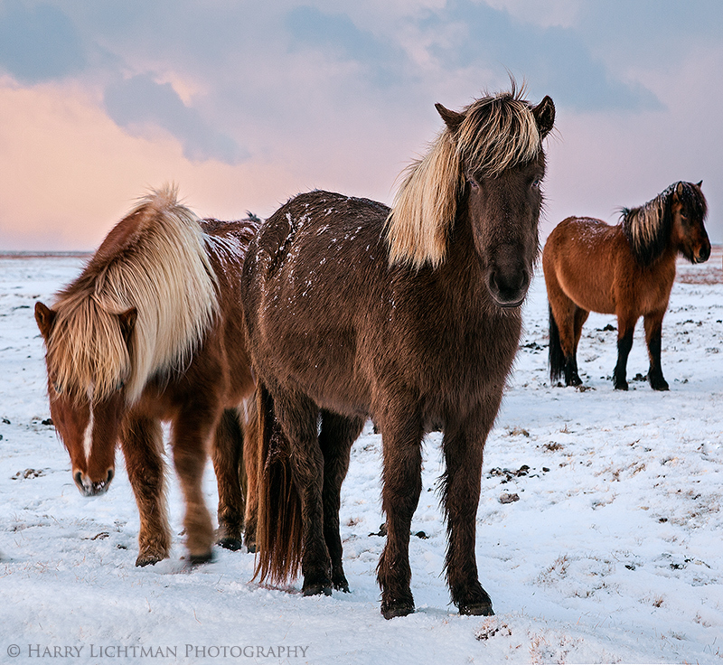 Icelandic Greeters - Iceland Winter