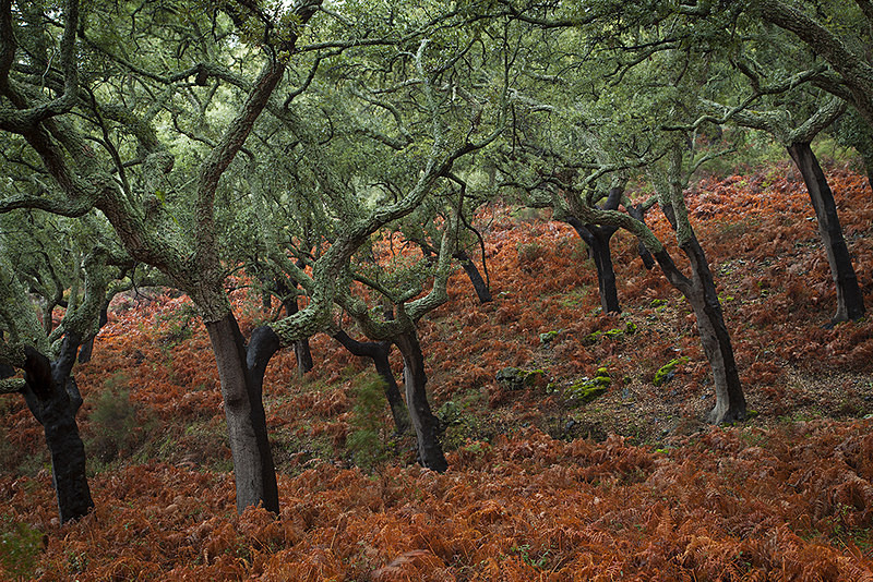Landscape photography taken in the UK by photographer Lewis Phillips