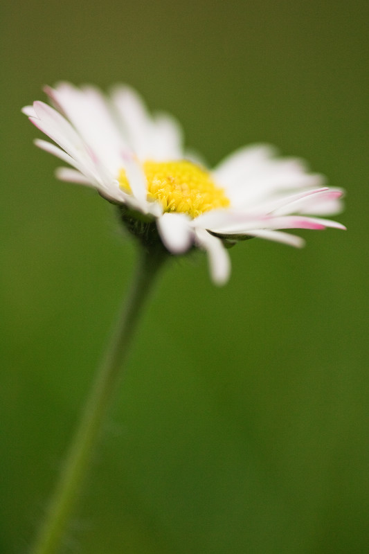 Daisy