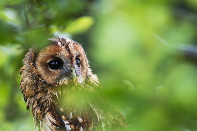 Tawny Owl - Wildlife Photography.