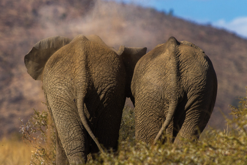 Dust Bath, Africa - Wildlife Photography.