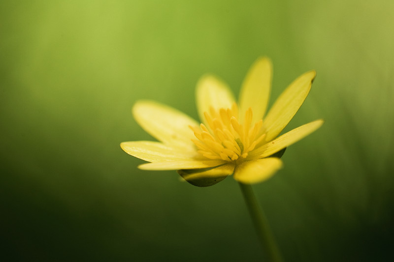 Summer Flower. - Moods