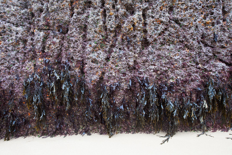 Hanging Seaweed - Contemporary Photography.