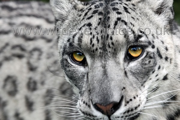 Snow Leopard Eyes