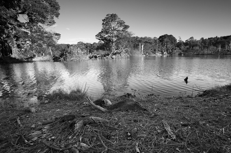 Brownsea Island - West Lake - Black & White Scenic