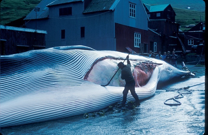 Whaling Station, Faroe Islands