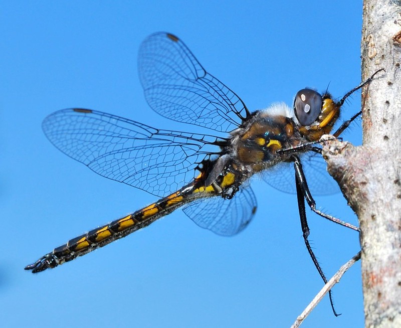 Spiny Baskettail - Dragonflies of Atlantic Canada