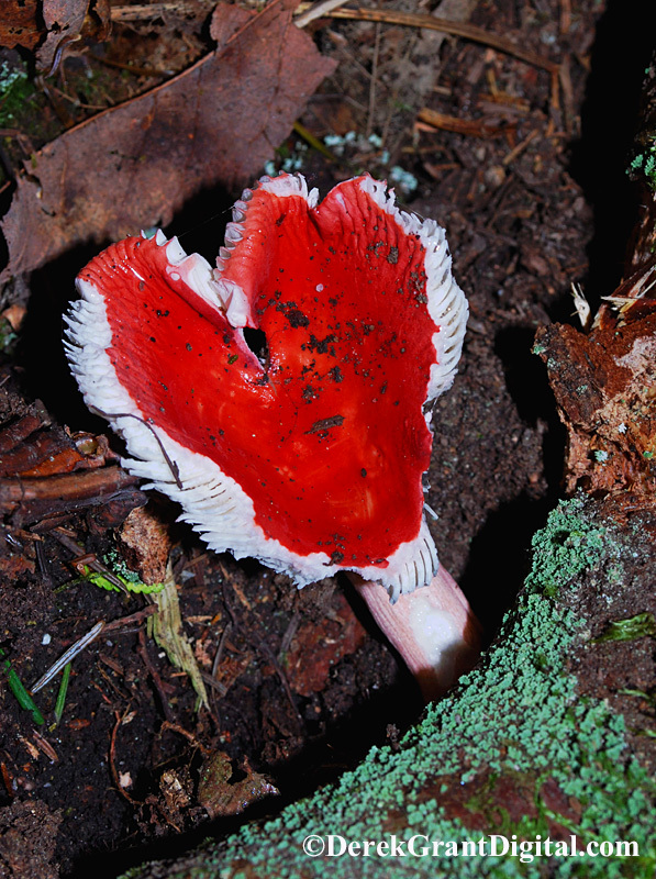 Happy Valentine's Day - Russula emetica group - Flora
