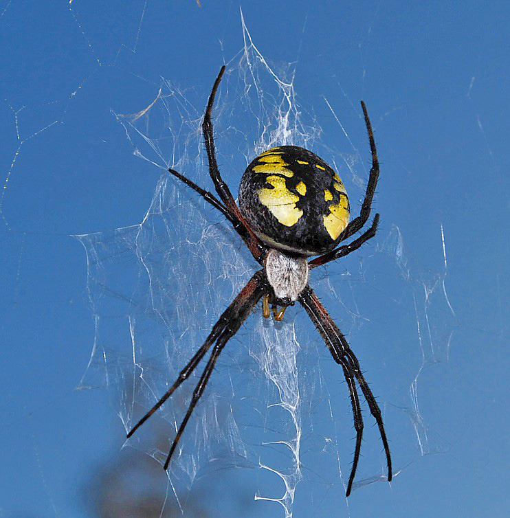 Black And Yellow Garden Spider (female)- 2