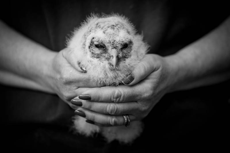 Rescue Tawny Owl, shortlisted Amateur Photographer of the Year - Media & Awards
