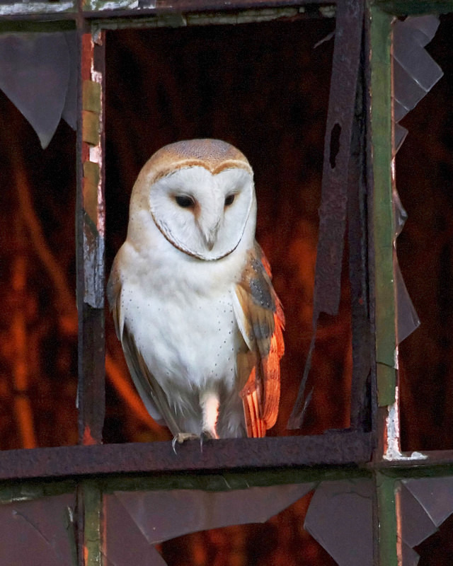 Barn Owl perched in a window - Barn Owls