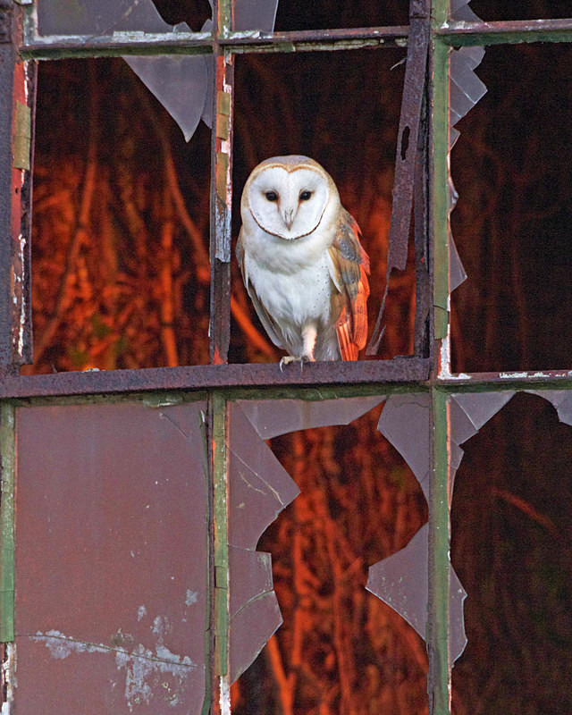 Barn Owl perched in a window - Barn Owls