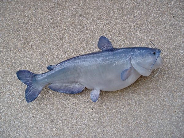 Blue Catfish For Sale