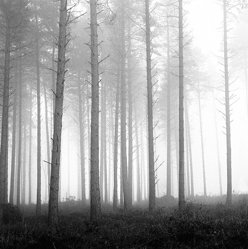 Misty Pines EDC080 - England