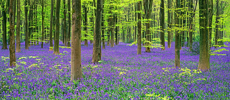 Bluebells - An English Spring - panoramic EDC257 - England