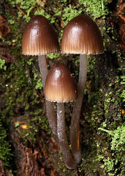 'Mycena' mushrooms, photographed by Roger Butterfield.