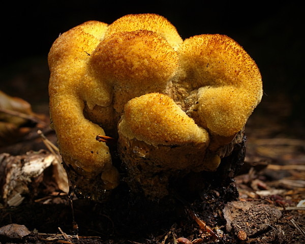 Dyer's Mazegill fungus, photographed by Roger Butterfield.