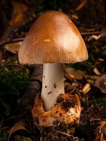 'Tawny Grisette' mushroom, photographed by Roger Butterfield.