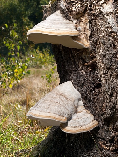 'Hoof Fungus', photographed by Roger Butterfield.