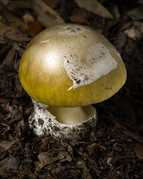 Deathcap mushroom, photographed by Roger Butterfield.