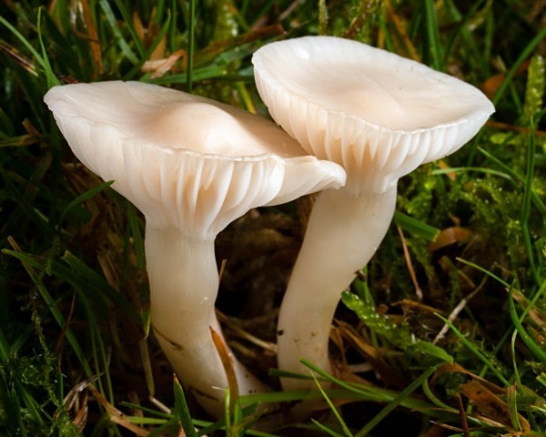 'Snowy Waxcap' mushrooms, photographed by Roger Butterfield.