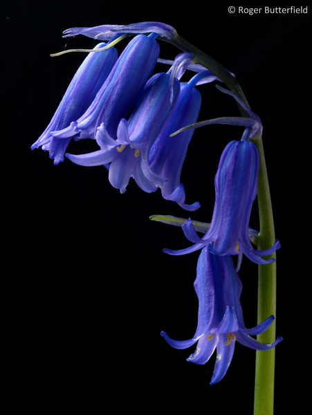 Bluebell photographed by Roger Butterfield