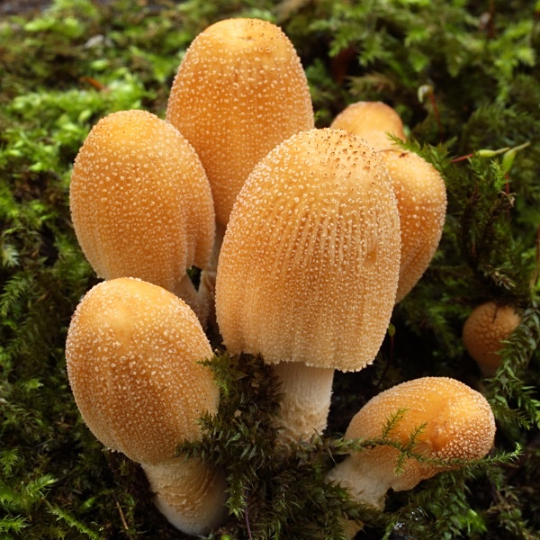 Glistening Inkcap mushrooms, photographed by Roger Butterfield.