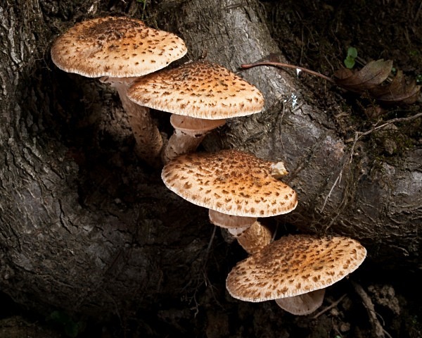 'Honey Fungus' mushrooms, photographed by Roger Butterfield.