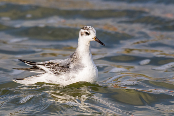 Grey Phalarope - Birds - Wild