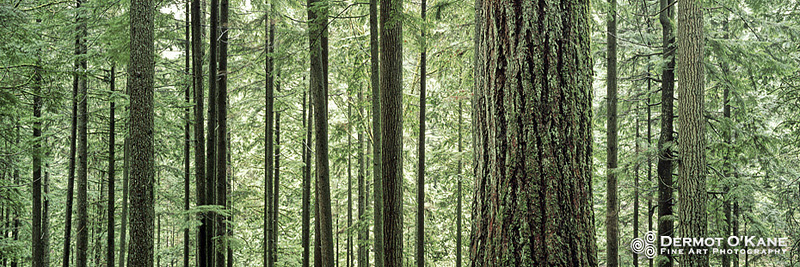 Lynn Canyon Park - Panoramic Horizontal Images