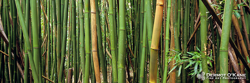 Bamboo Forest - Panoramic Horizontal Images
