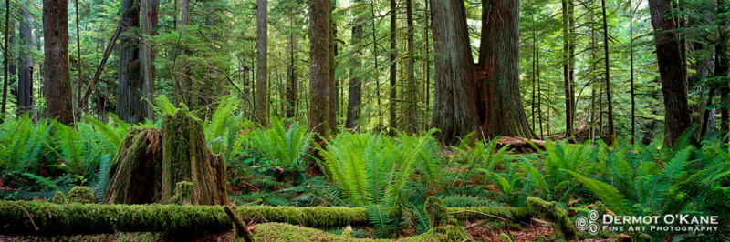 Cathedral Grove - Panoramic Horizontal Images