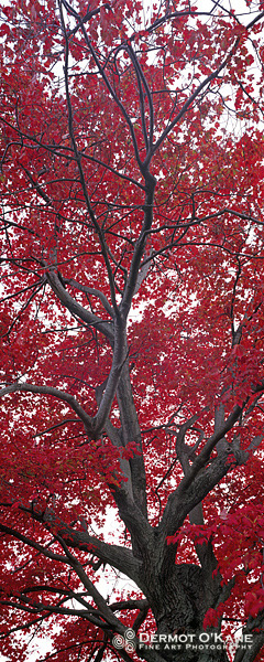 Red Maple - Panoramic Vertical Images