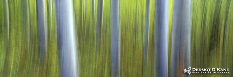 Aspen Impressions - Panoramic Horizontal Images