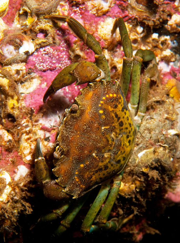 Carcinus Maenas