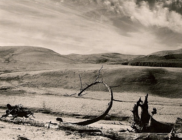DEAD TREE, Cefn Coch, Cwmystwyth, Ceredigion 1993 - THE WELSH LANDSCAPE