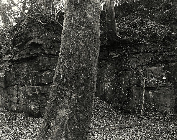 PENLLERGAER MANSION GARDENS, Swansea 2016 - GLAMORGAN