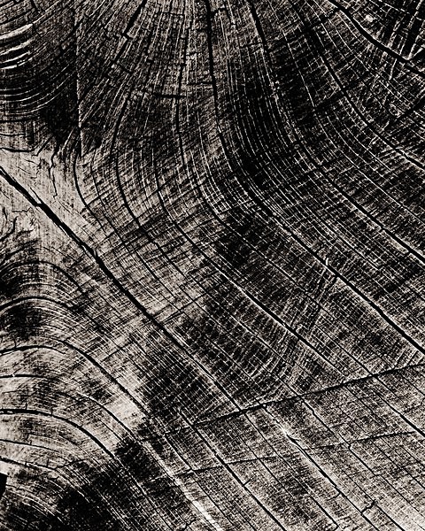 TREE, Ceredigion 1997 - THE WELSH LANDSCAPE