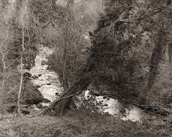 CWM PERIS WOOD, Llanon, Ceredigion 2015 - THE WELSH LANDSCAPE