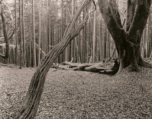 HAFOD, Pontrhydygroes, Ceredigion 2011 - THE WELSH LANDSCAPE