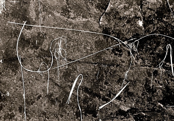 GRASS ON ROCK, Cwm Elan, Powys 2003 - THE WELSH LANDSCAPE