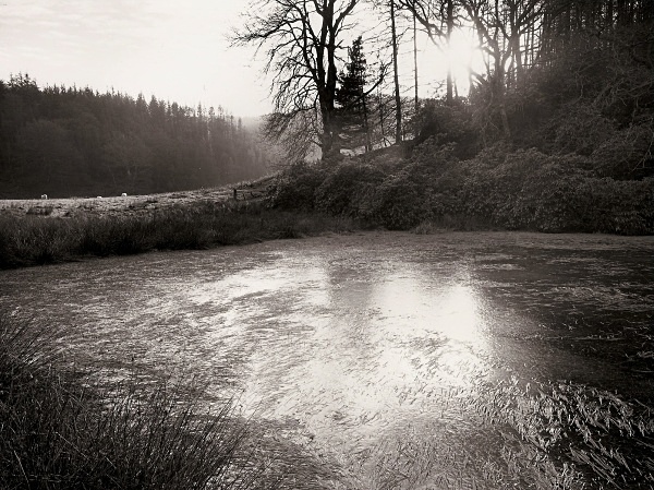 HAWTHORNE COTTAGE POND, Hafod, Ceredigion 2000 - THE WELSH LANDSCAPE