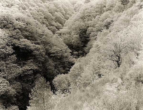 ANCIENT WOODLAND, Ysbyty Cynfyn, Ceredigion 2011 - THE WELSH LANDSCAPE