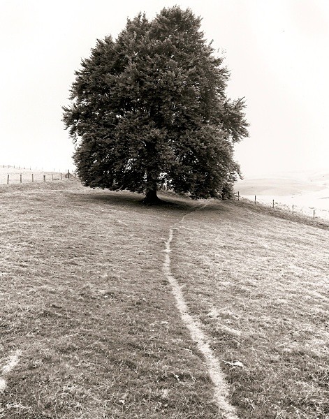 BEECH TREE AT LLUEST ABER CANOL, Elan Valley, Rhadnorshire 2010 - THE WELSH LANDSCAPE