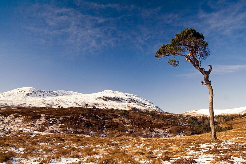 The Twisted Tree-Glen Lyon - Inland Scotland