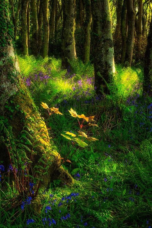 Light at the edge of the Bluebell wood - Ayrshire Gallery