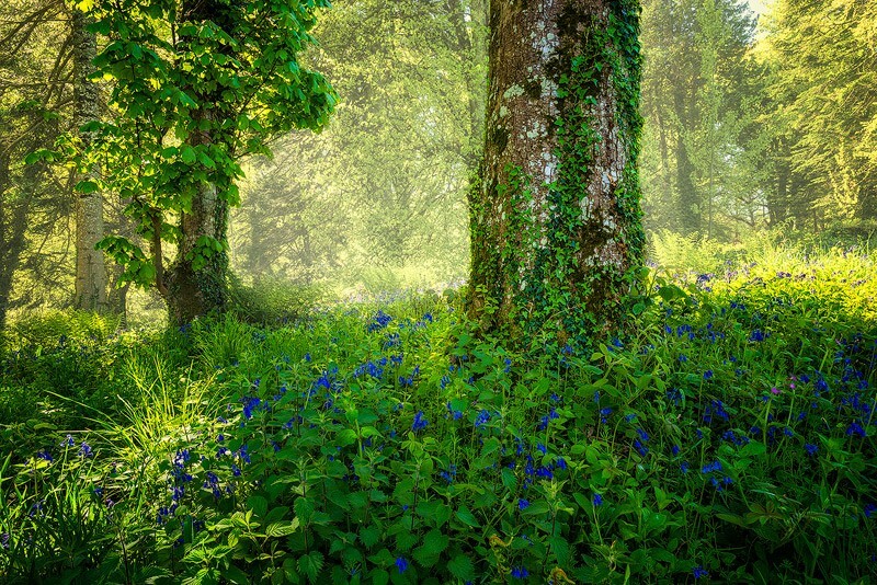 Bluebells in the Mist - A few of my latest Photos