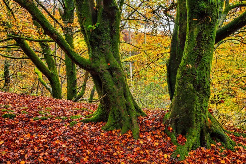 Autumn-Sentries - Some Favourite recent Images