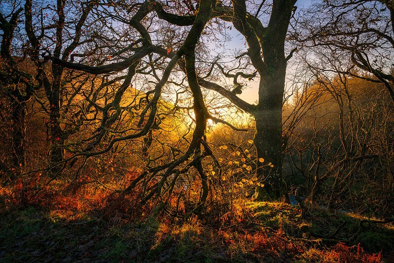 Beauty-Backlit - Some Favourite recent Images