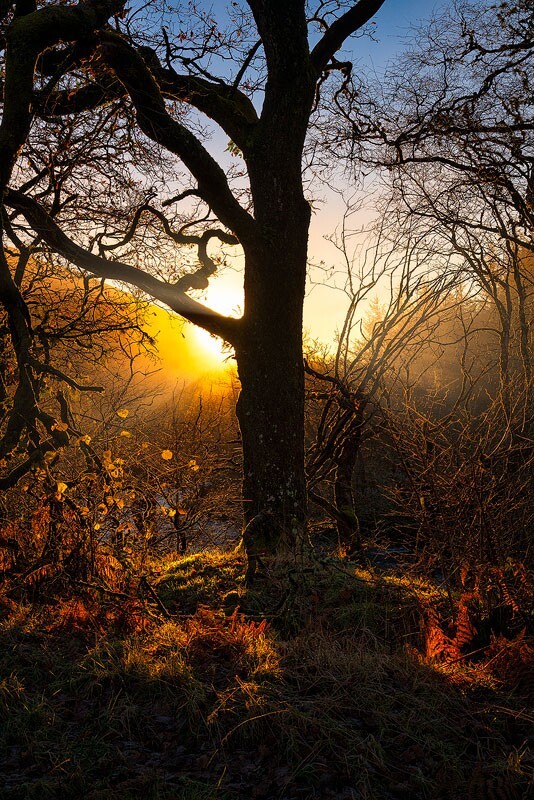 Golden-Glow - Some Favourite recent Images